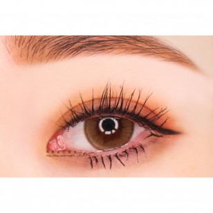 Holoris Ginger Brown(日拋)